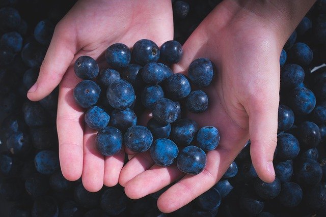 Blueberries Fruits Harvest Hands  - TimMoor / Pixabay